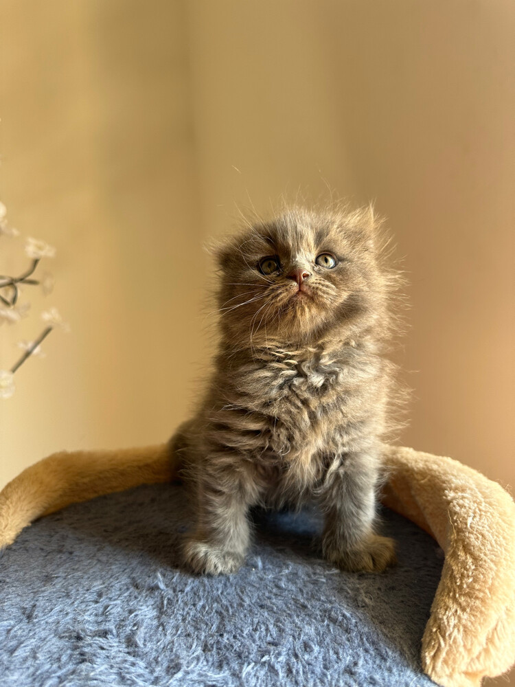 Scottish fold kittens - 4