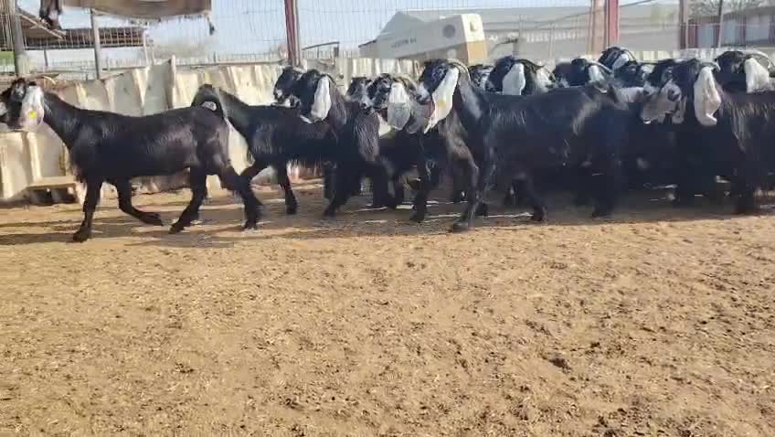 للبيع - 4