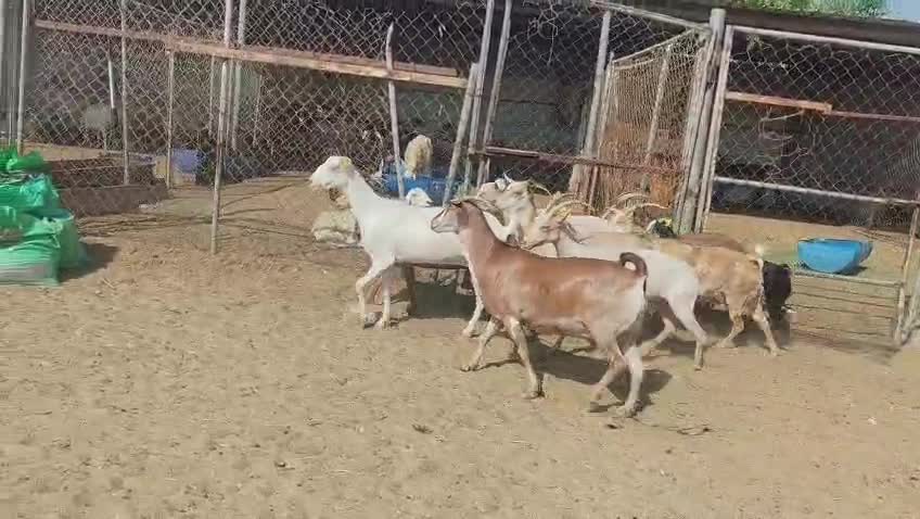 للبيع معزه عمنيااااااات طيبه دفيع - 4