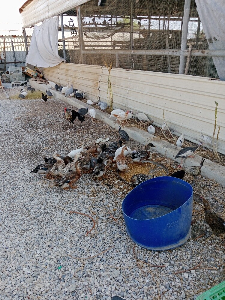 رقطي دجاج حبشي - 3