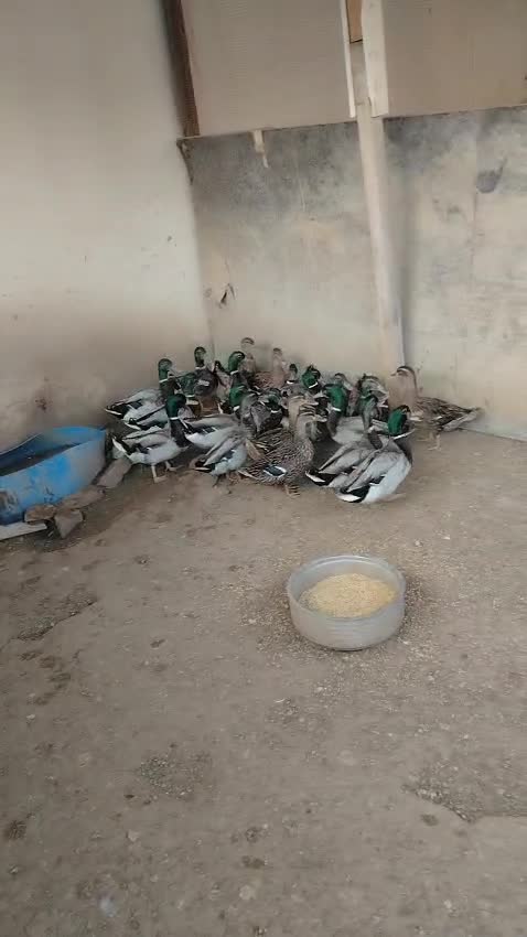 طيور - 1