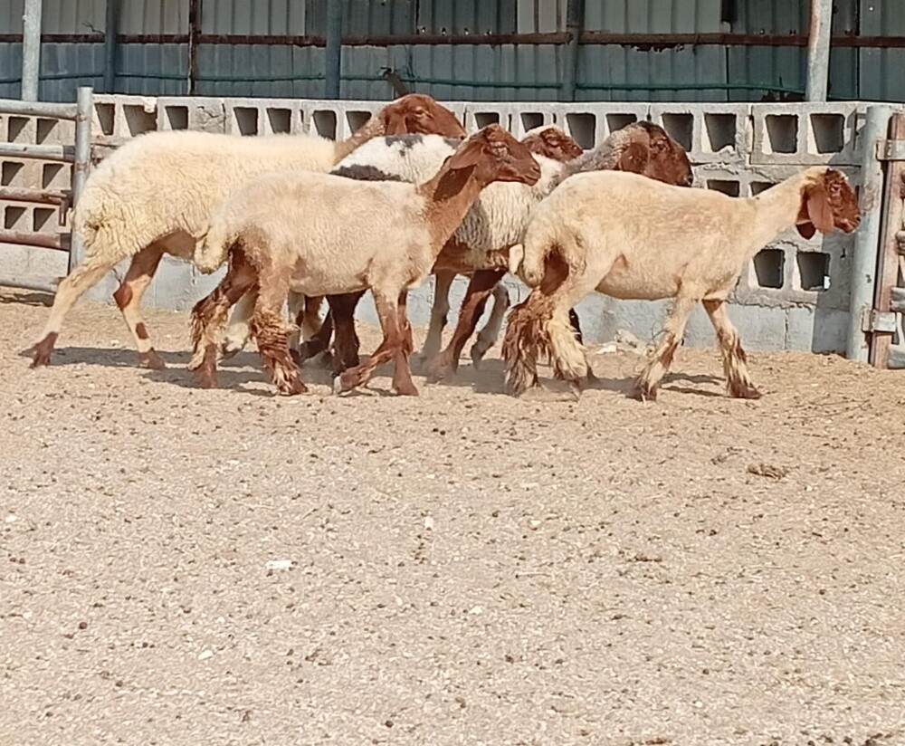 للبيع رخال طيبه مقنوي - 2