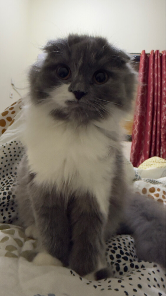 scottish fold - 2
