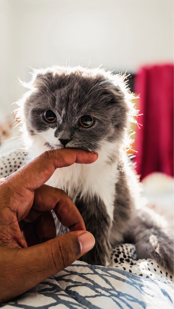 scottish fold - 1