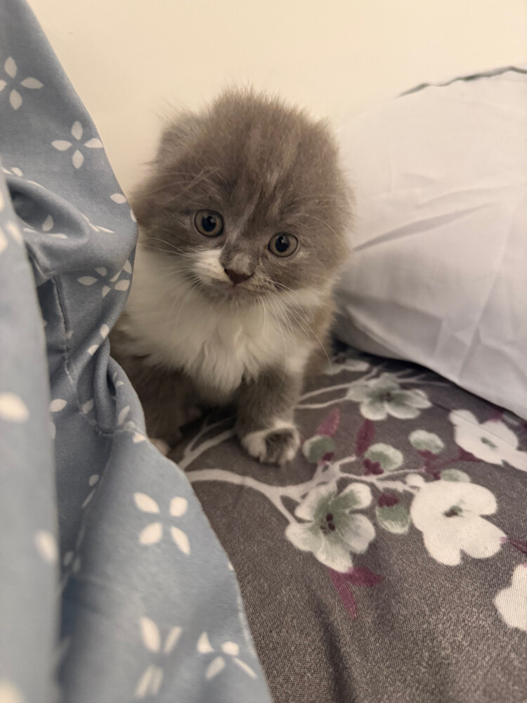 scottish fold - 3