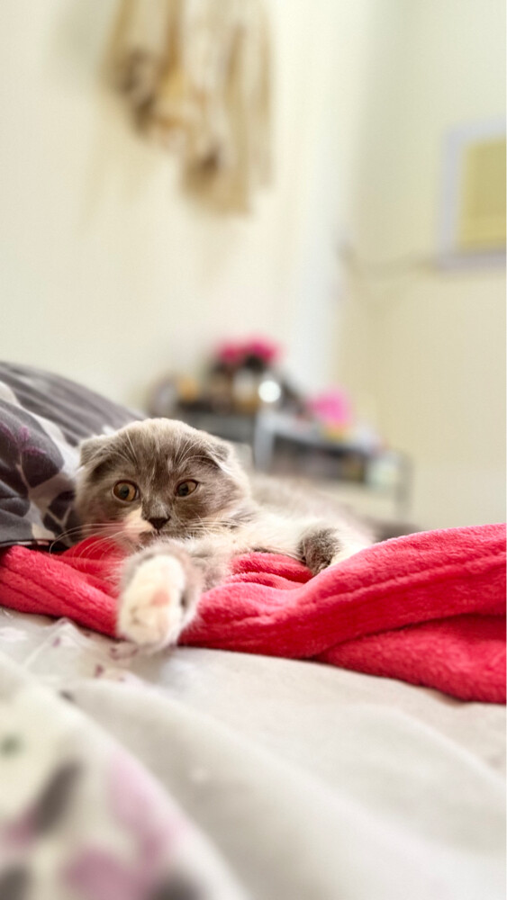 scottish fold - 4