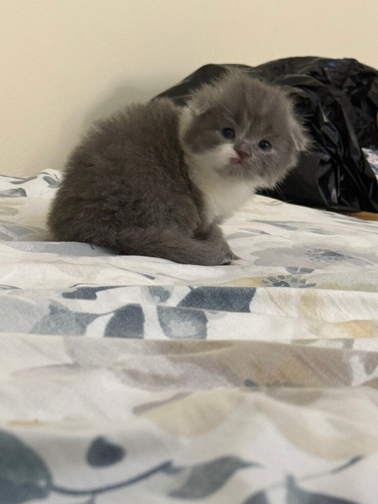 scottish fold - 7