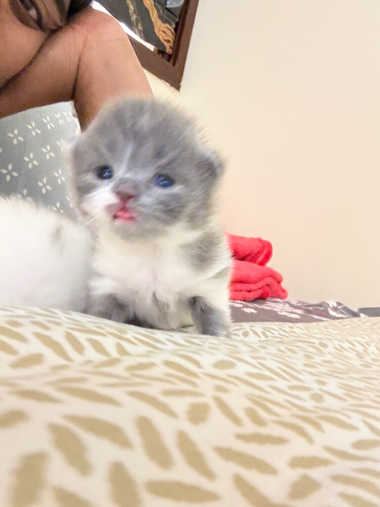 scottish fold - 6