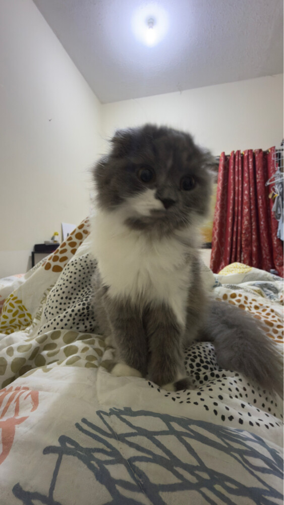 scottish fold - 5