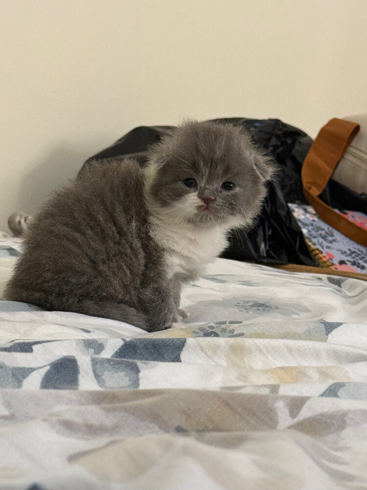 scottish fold - 8