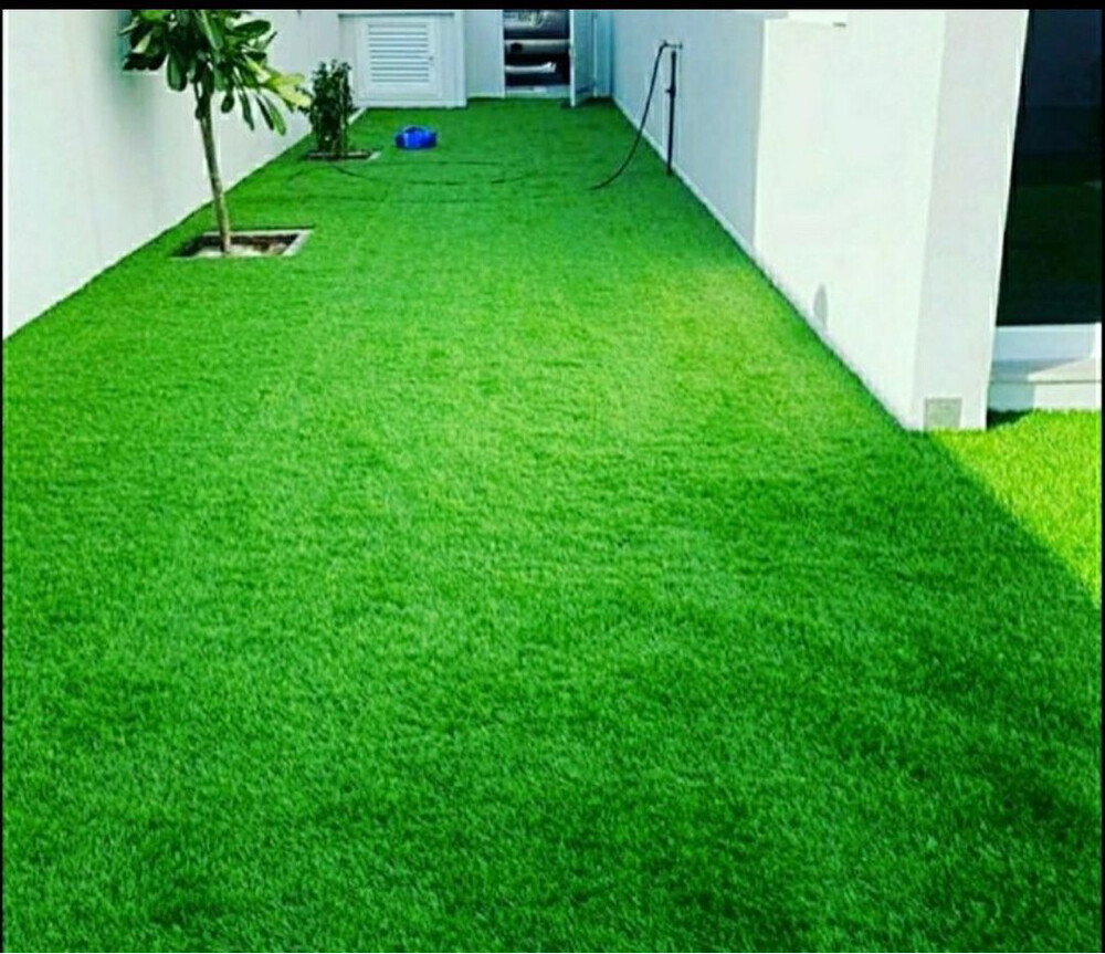 سمك الكارب العشبي - 7