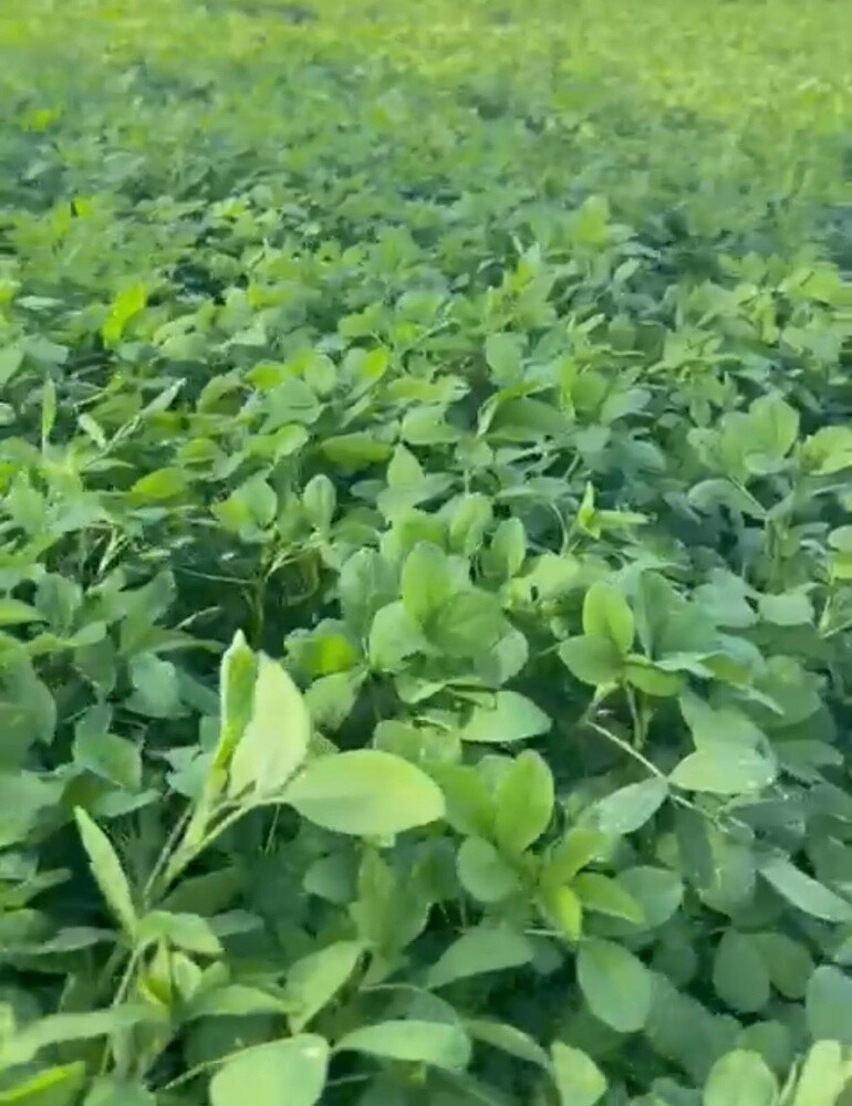 بذور جت درجة اولى - 2
