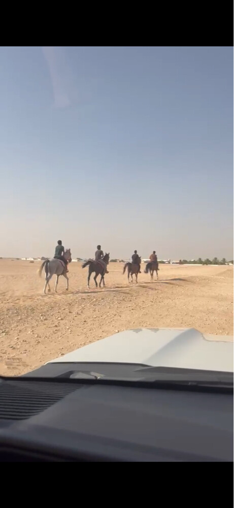 تدريب وايواء خيل  - 4