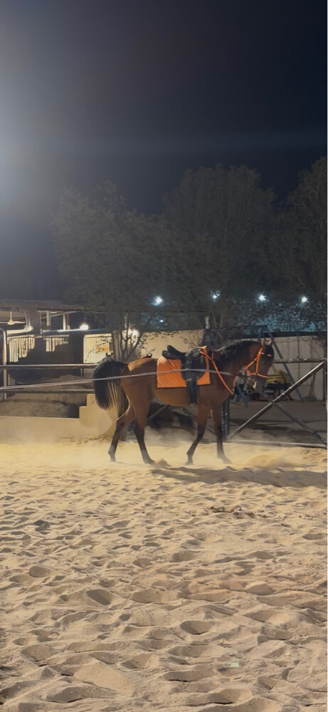 تدريب وايواء خيل  - 6