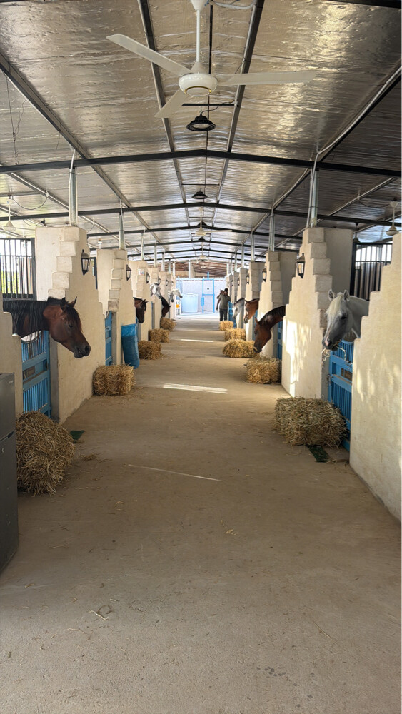تدريب وايواء خيل  - 2