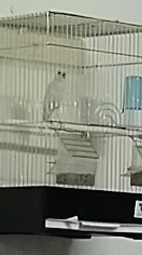 كناري تغريد نار - 1