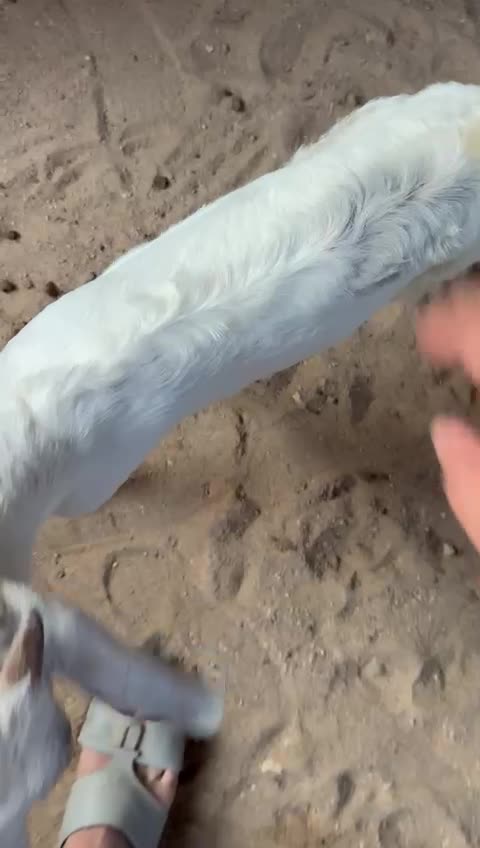 للبيع  - 2