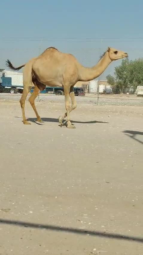 ناقه مهجنه - 1