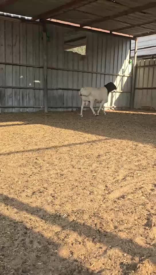 للبيع فحل بربري - 3