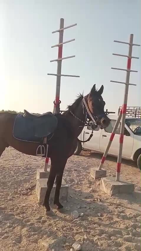 للبيع - 1