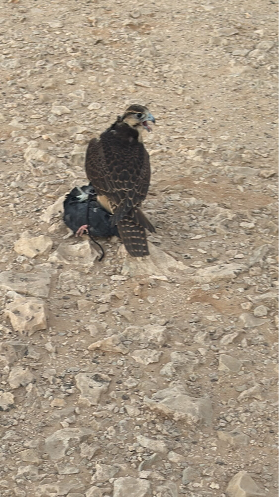 جير تبع فرخ طير سبوق و جناحه قوي - 2