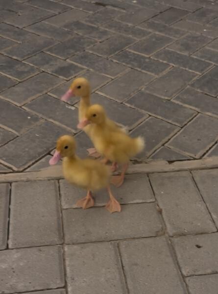 Premium ducklings| imported France - 1