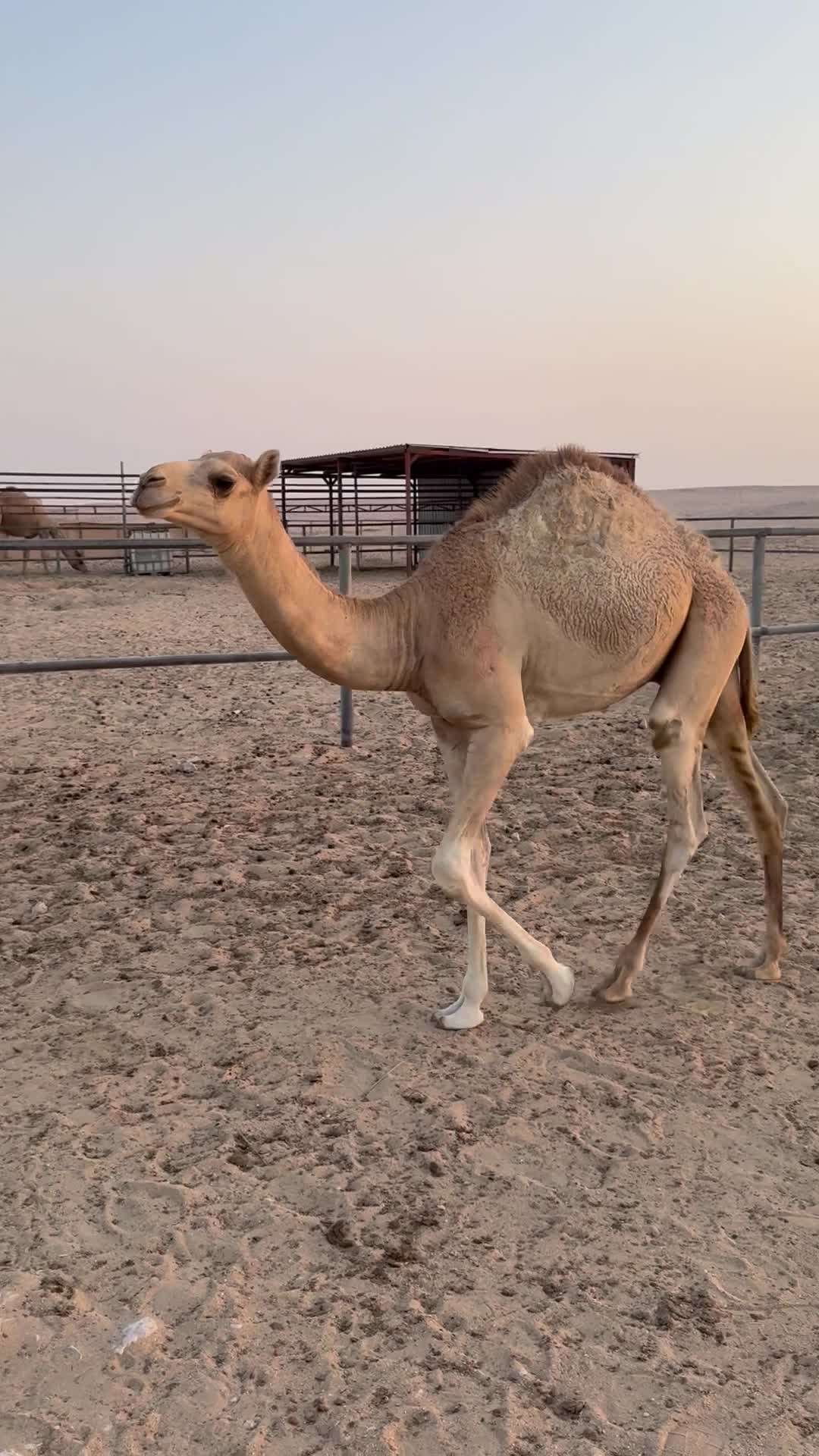 فطيم جاهز للربطه سلالته ف الوصف - 2