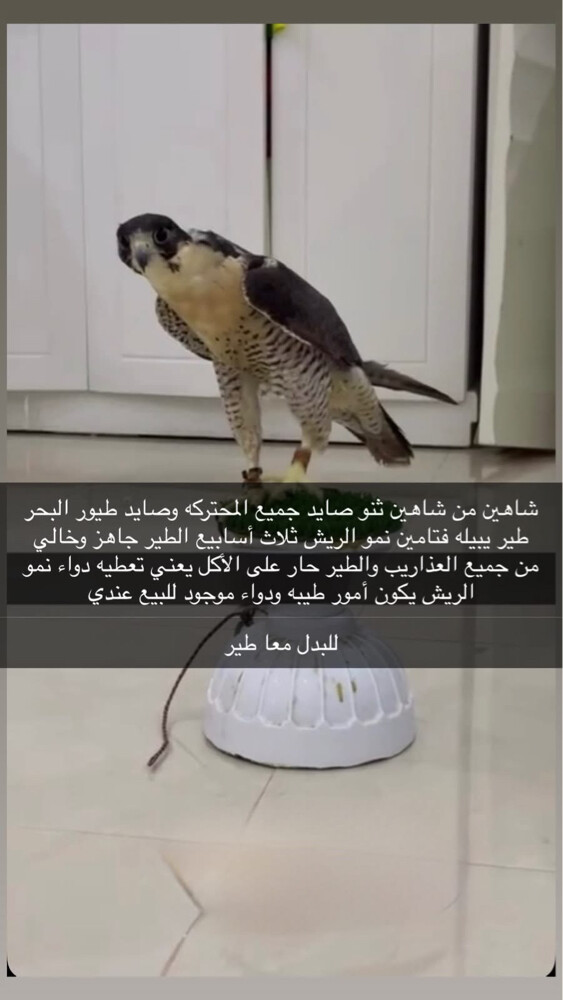 للبيع او للبدل يبيله تجبير - 1