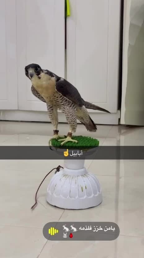 للبيع او للبدل يبيله تجبير - 3