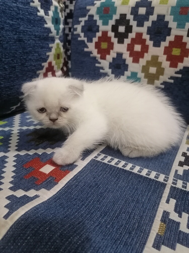 سكوتش سنغل فولت اتاث - 1