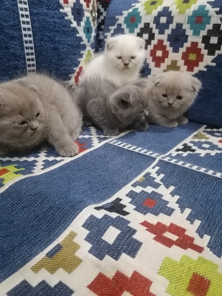 سكوتش سنغل فولت اتاث - 2
