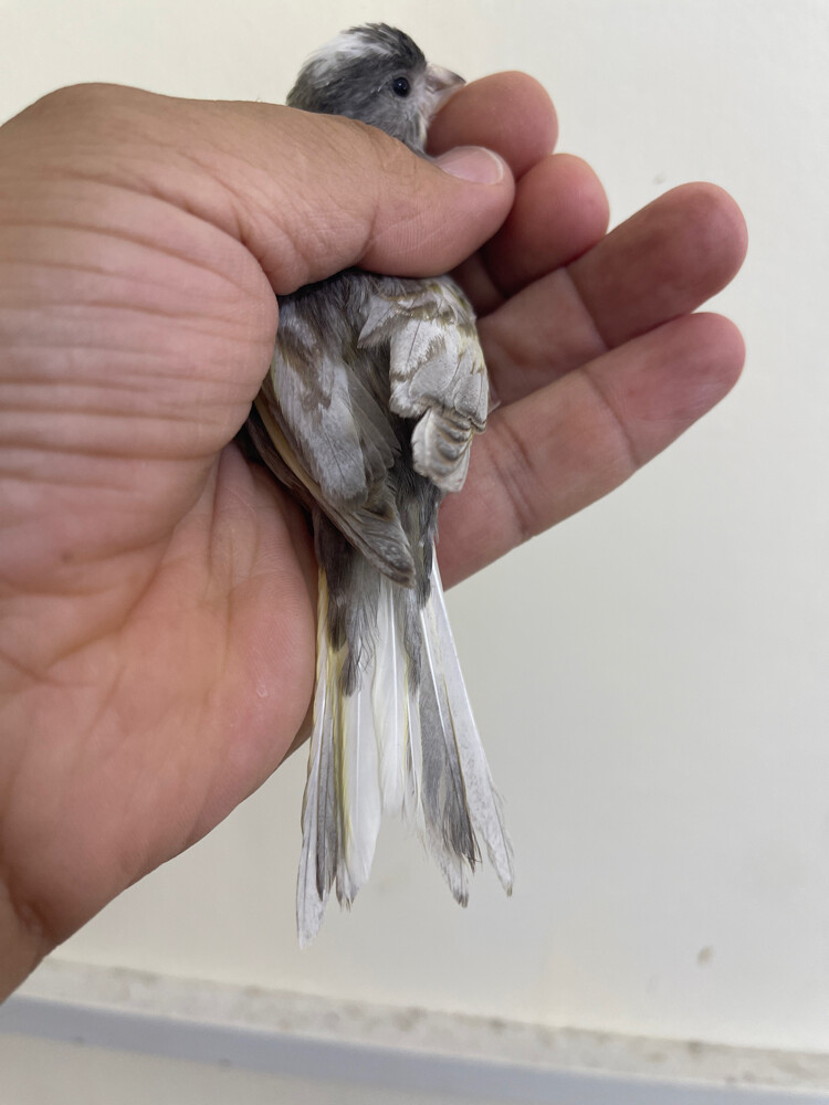 كناري جاسب - 2