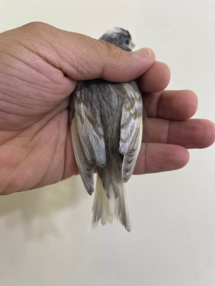 كناري جاسب - 1