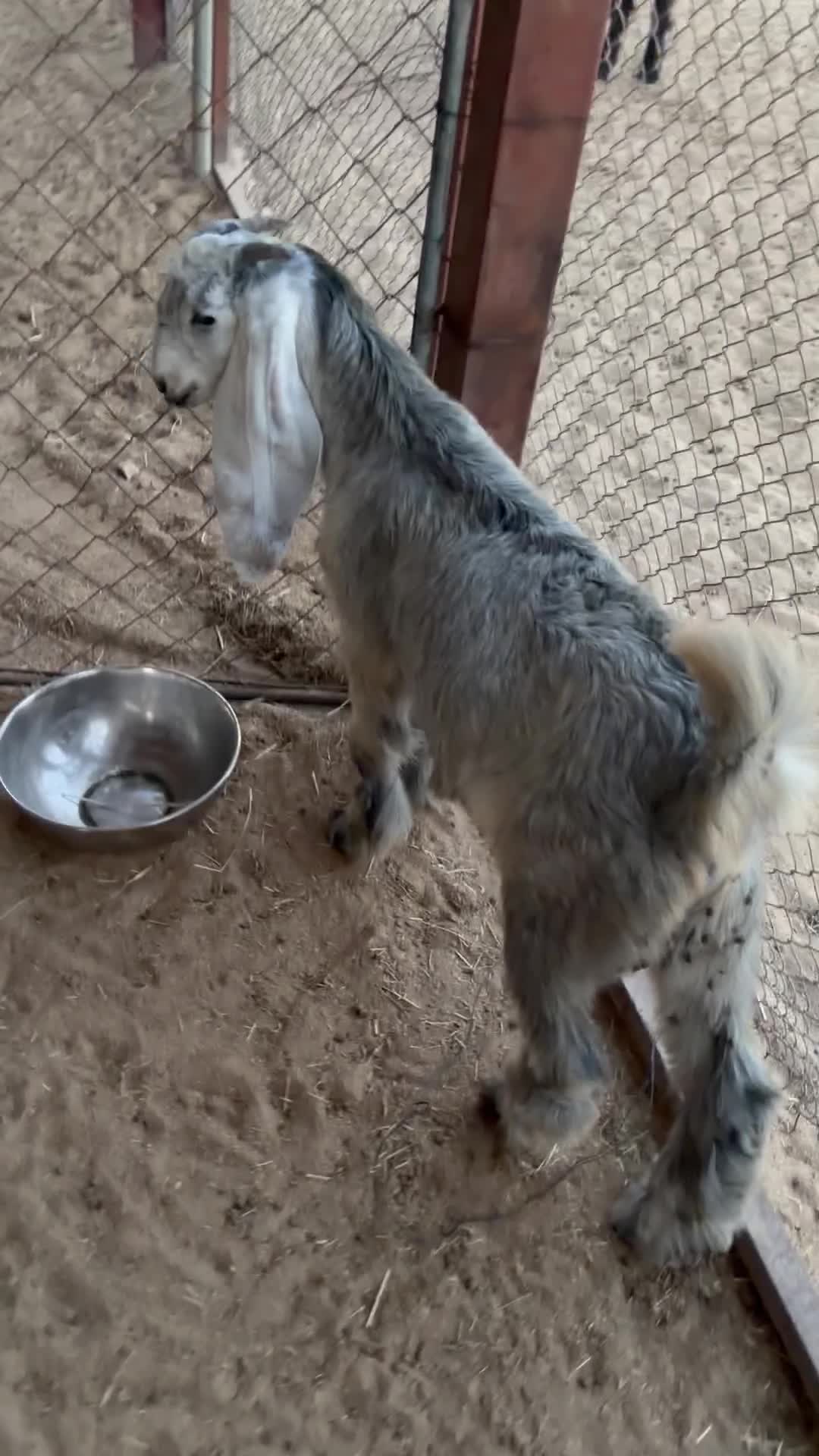 للبيع تيوس سمان طيبه  - 3