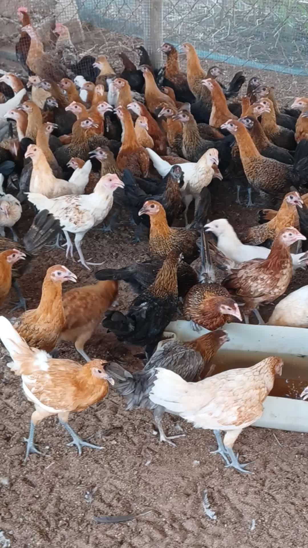 Desi balade female chicken for sale - 3
