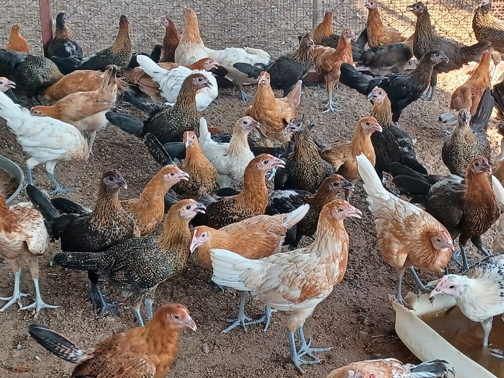 Desi balade female chicken for sale - 1