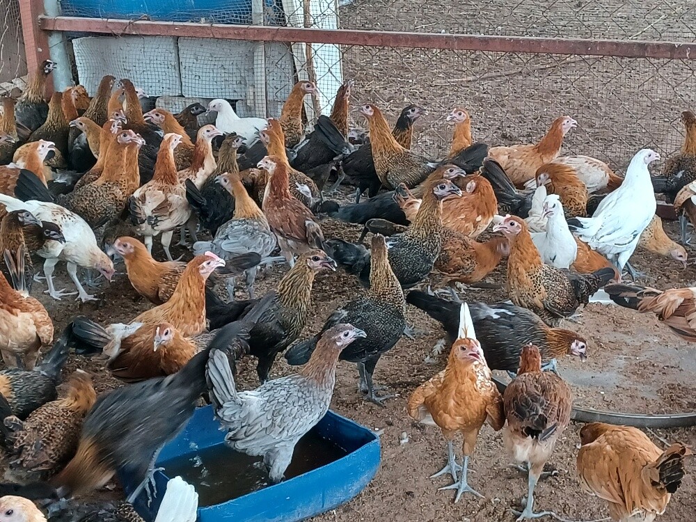 Desi balade female chicken for sale - 2