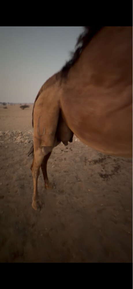 خلفه طيبه - 3