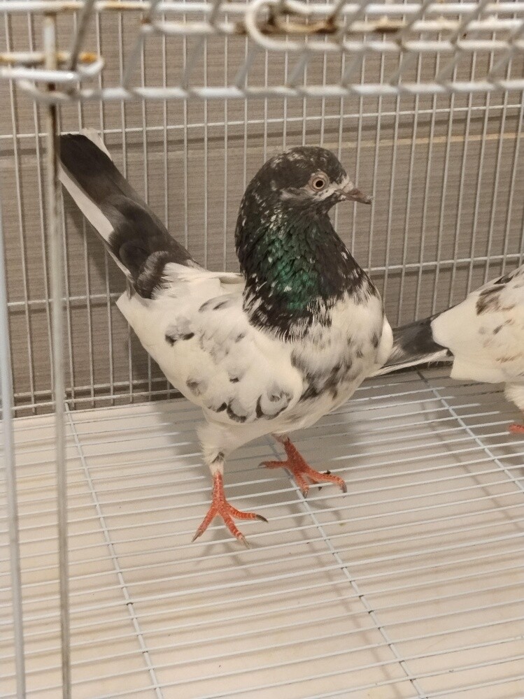 Pakistani teddy bredding pair - 1