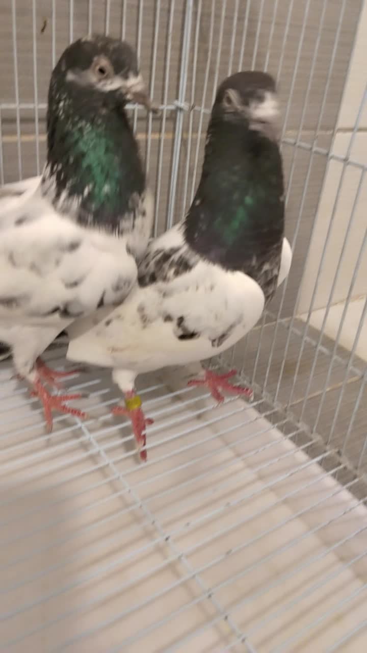 Pakistani teddy bredding pair - 3