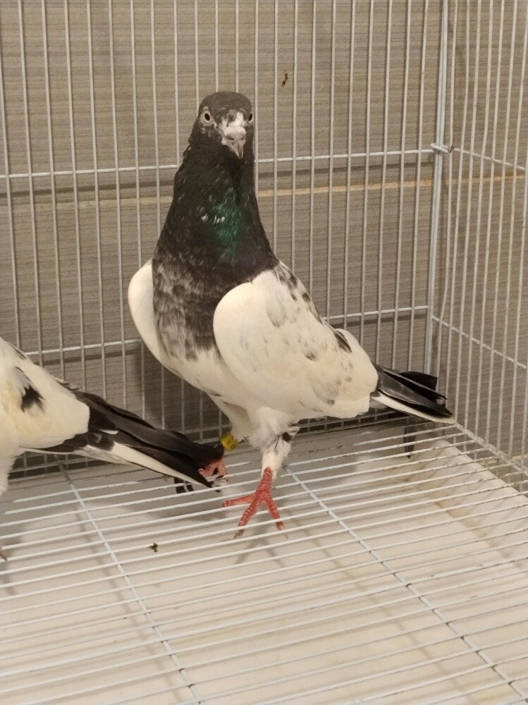 Pakistani teddy bredding pair - 2