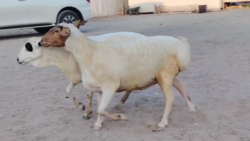 للبيع شويهات بربري طيبه - 4