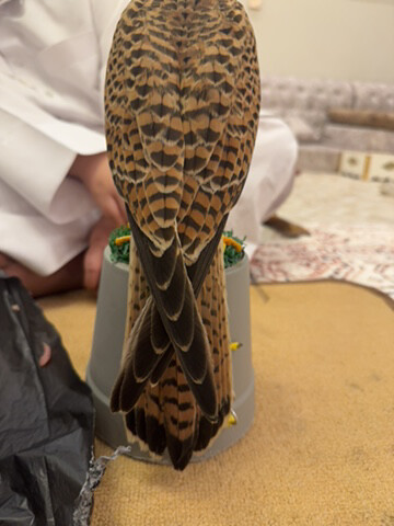 شرياص للبيع  - 3
