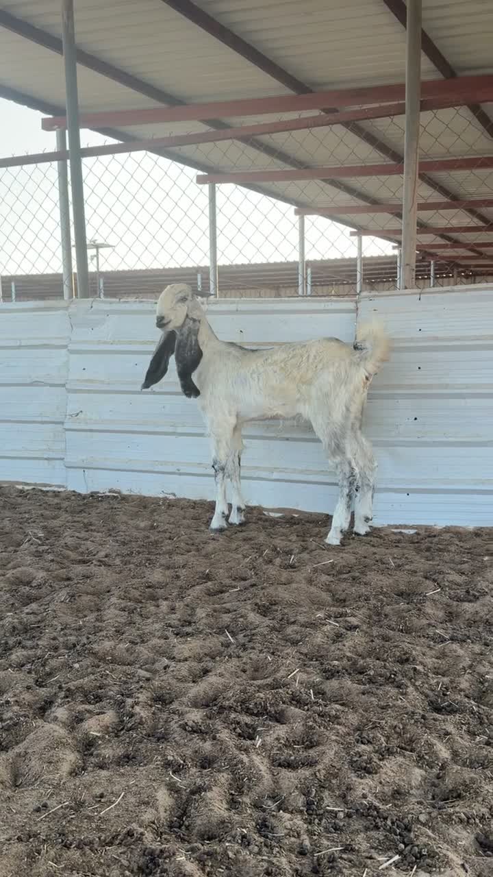 جذعه مطوره - 1