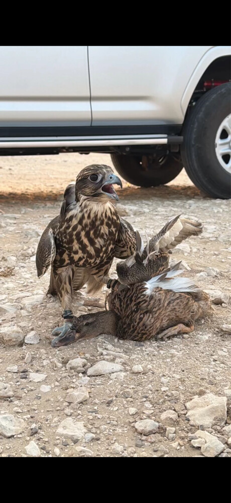 فرخ جير حر - 2