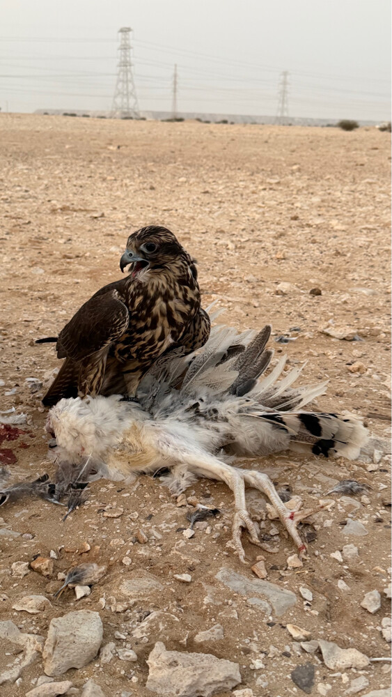 فرخ جير حر - 1