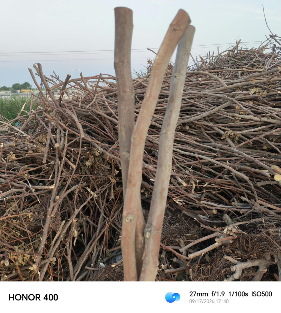 حطب شجر تين - 2