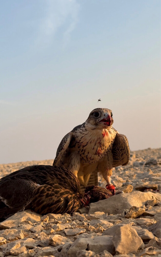 جير تبع للبيع - 2