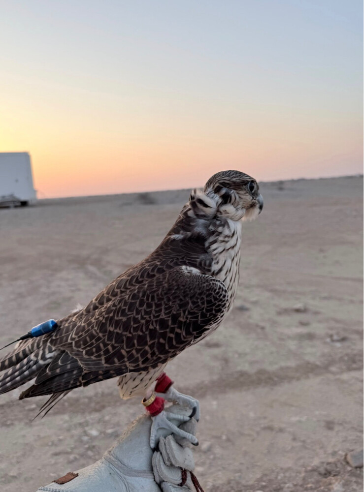جير تبع للبيع - 1