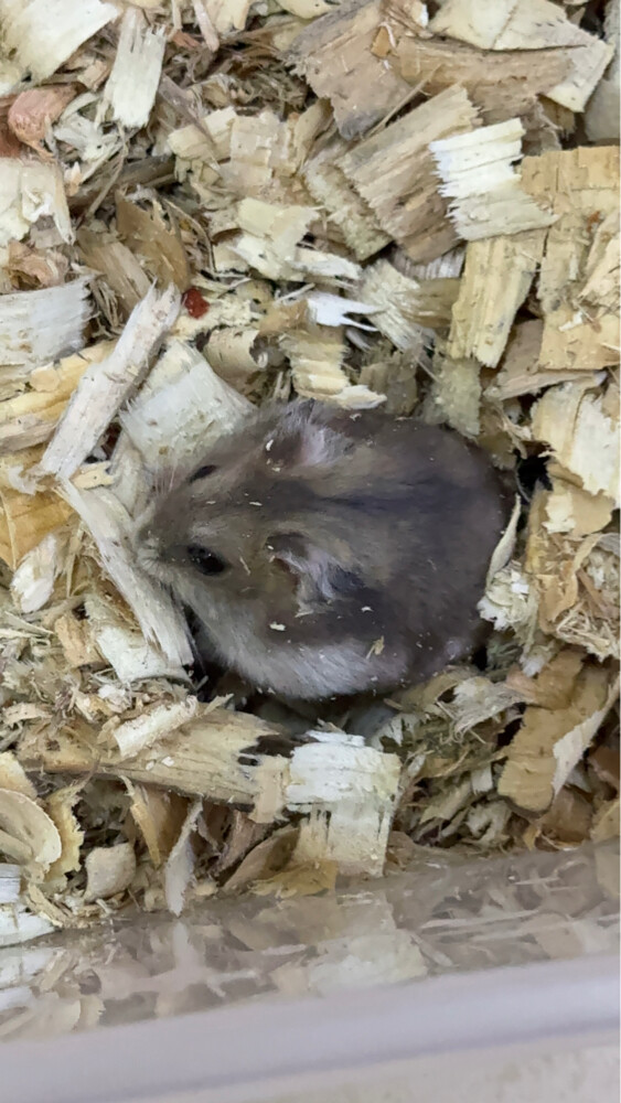 Dwarf Hamsters - 2